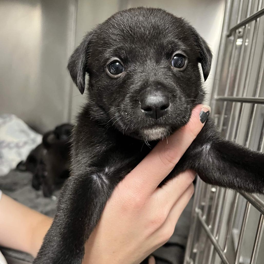Celia, a Adoptable Terrier in Yucaipa, CA image 5/5