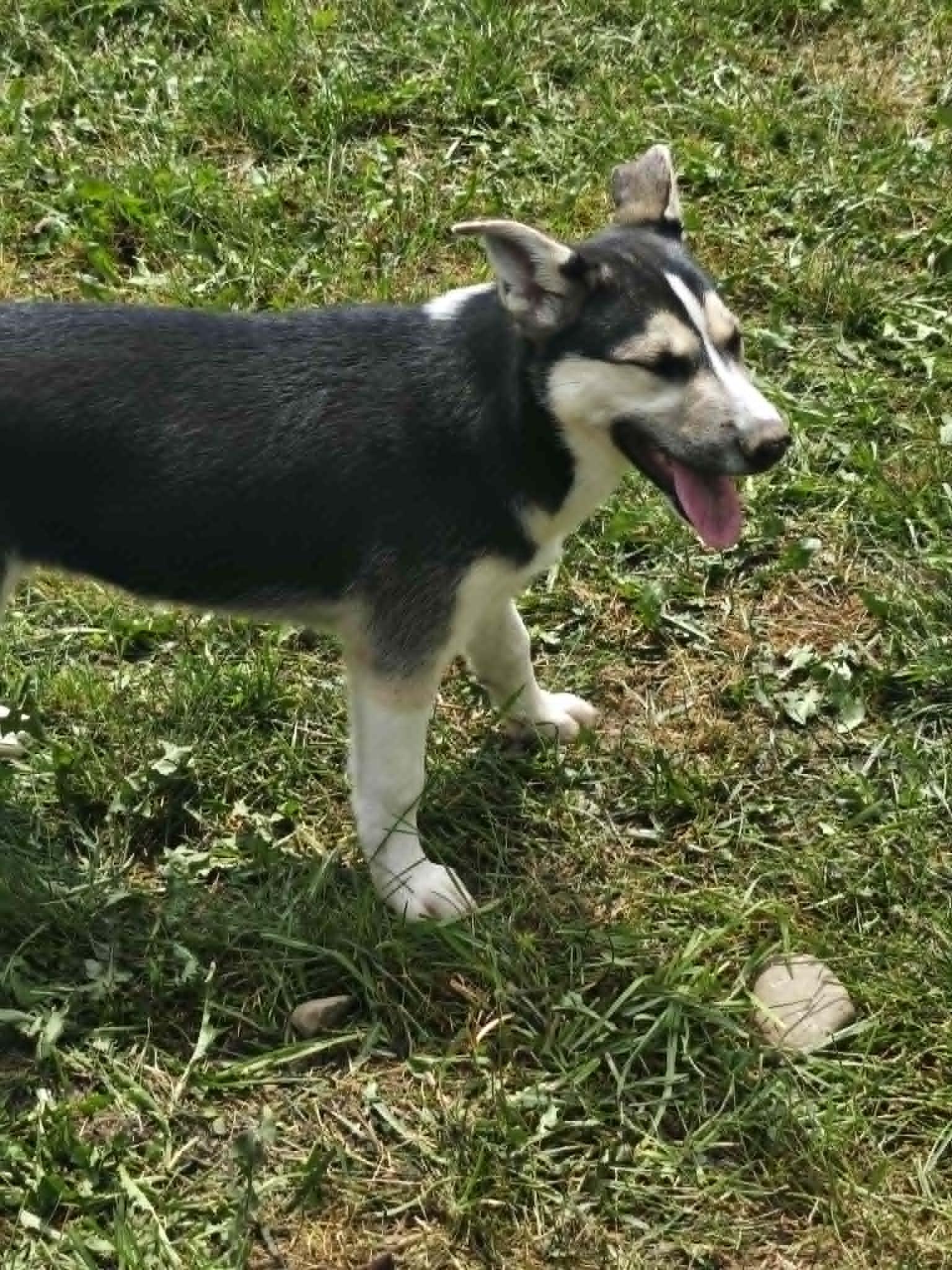 Star (COURTESY POST), Adoptable, Puppy Female German Shepherd Dog.