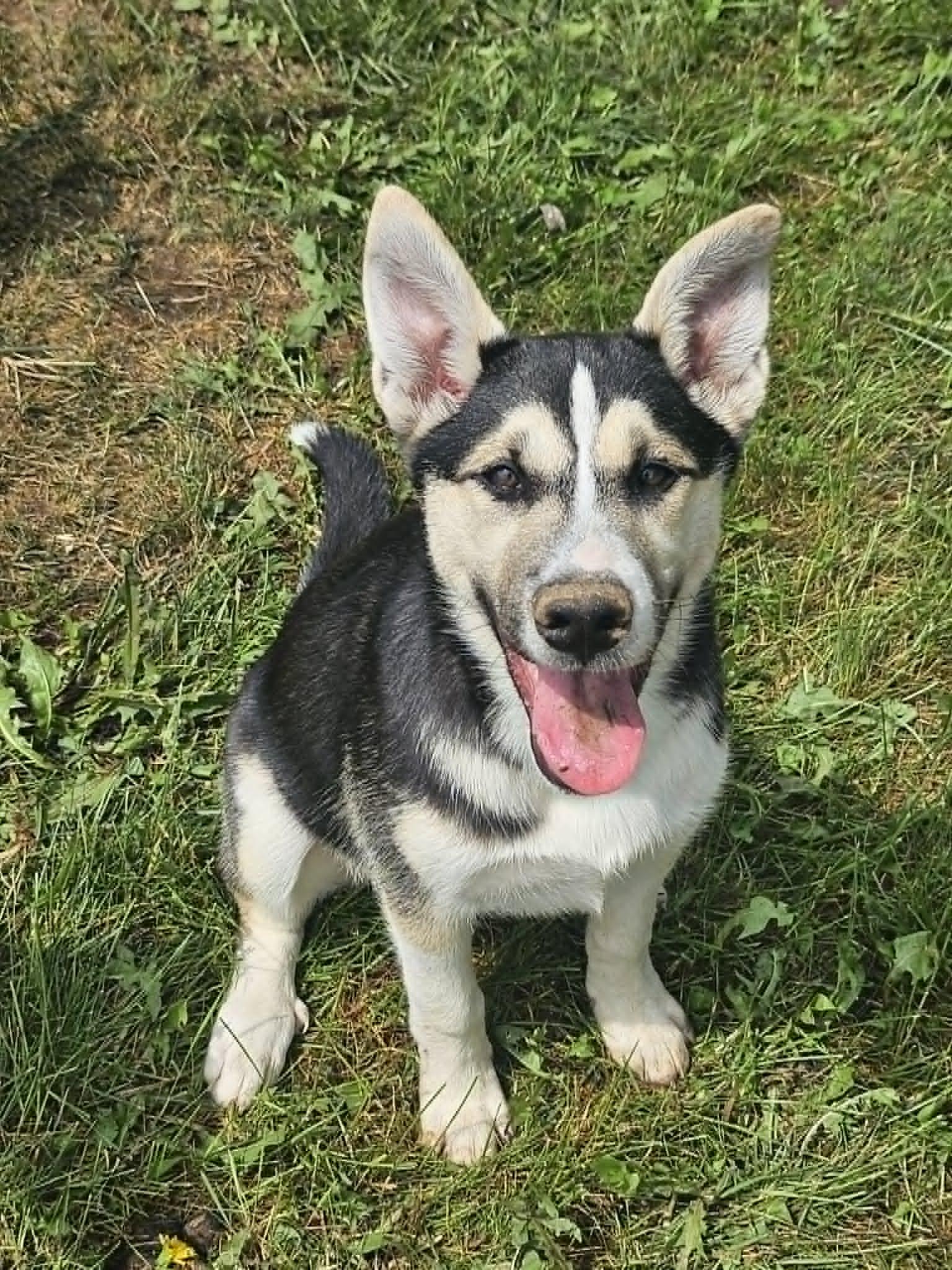 Star (COURTESY POST), a Adoptable German Shepherd Dog in Cliffwood, NJ image 2/3