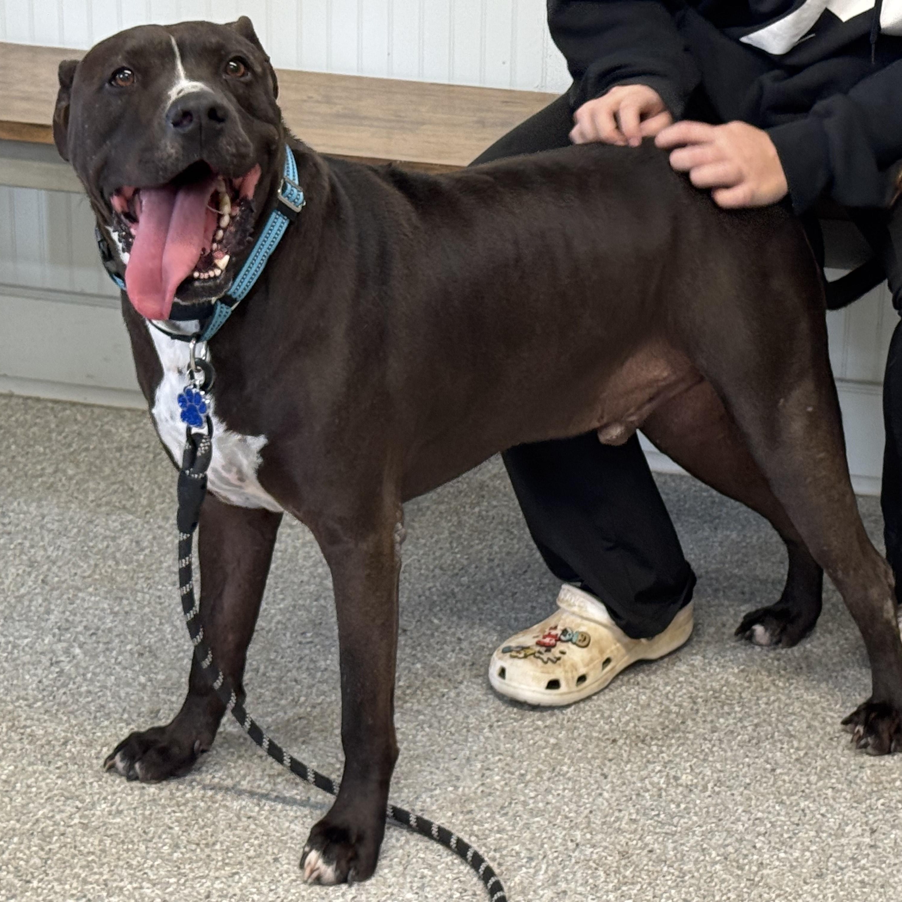 Enlarge Nikko, a Adoptable mixed breed in Calumet, MI image 2/6