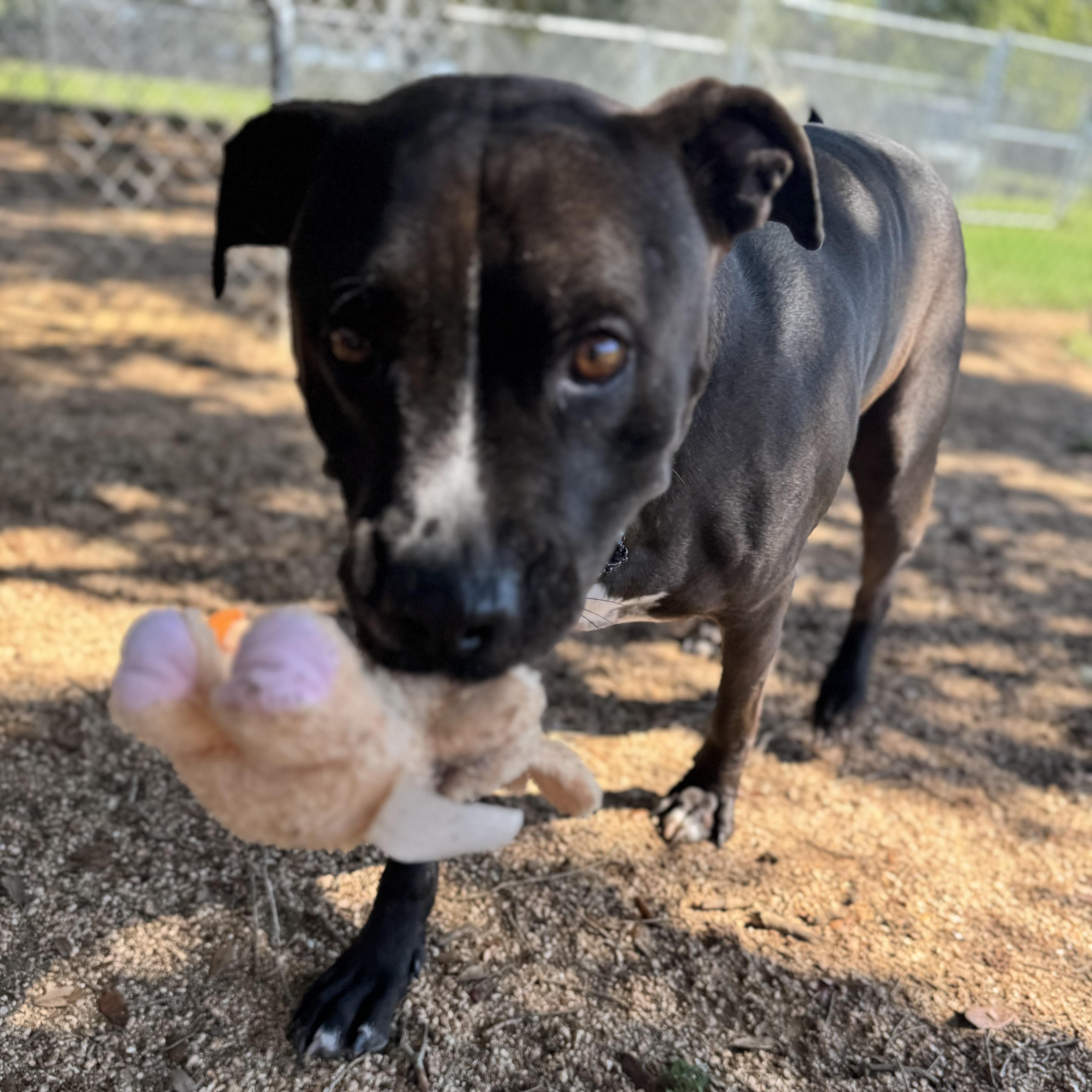 Nikko, an adoptable Black Labrador Retriever in Calumet, MI, 49913 | Photo Image 5