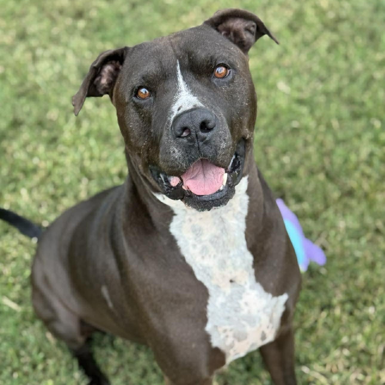 Enlarge Nikko, a Adoptable mixed breed in Calumet, MI image 1/6