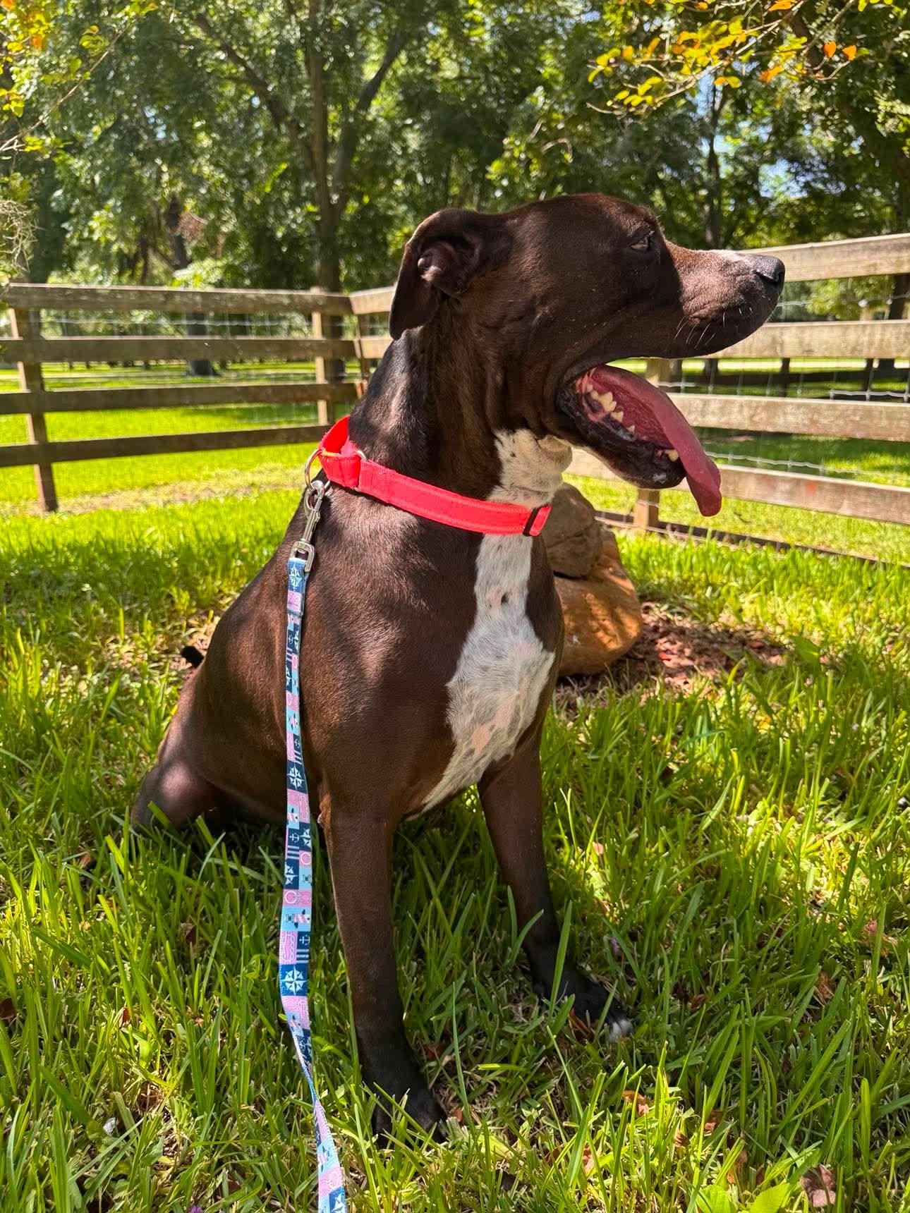 Nikko, a Adoptable mixed breed in Calumet, MI image 5/6