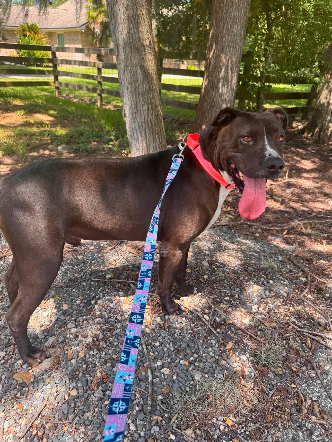 Nikko, a Adoptable mixed breed in Calumet, MI image 6/6
