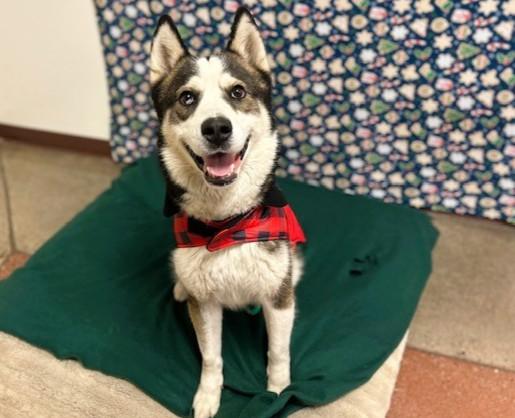 WEASEL, Adoptable, Adult Male Siberian Husky.