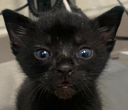 Enlarge Saturn, a Adoptable mixed breed in Gray, LA image 1/3