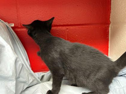 Saturn, Adoptable, Kitten Male Domestic Short Hair & Domestic Short Hair.