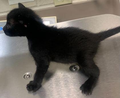 Enlarge Saturn, a Adoptable mixed breed in Gray, LA image 2/3