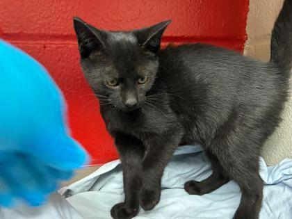 Enlarge Saturn, a Adoptable mixed breed in Gray, LA image 2/3