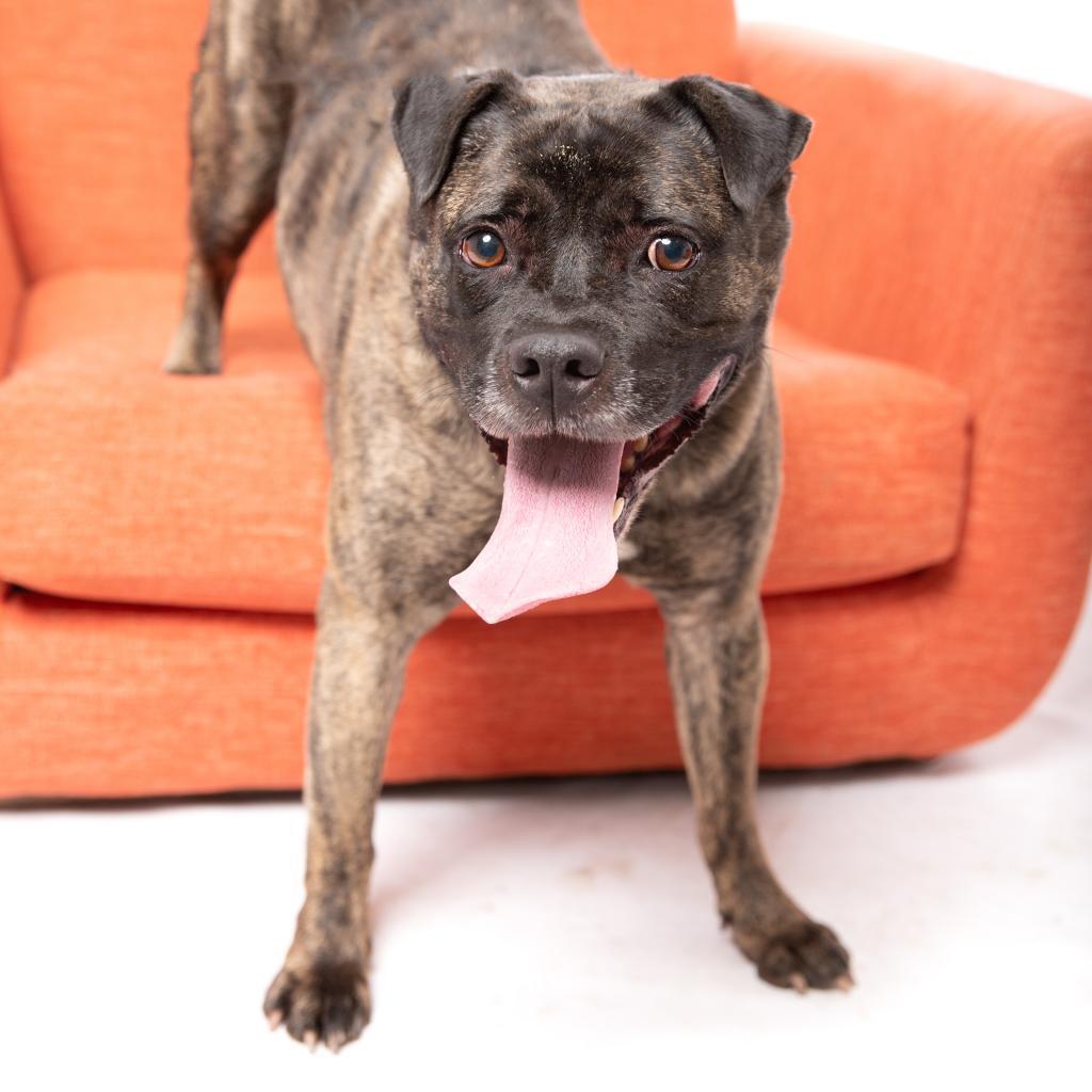 Wilbur Jones, Adoptable, Senior Male Pit Bull Terrier & Shar-Pei.