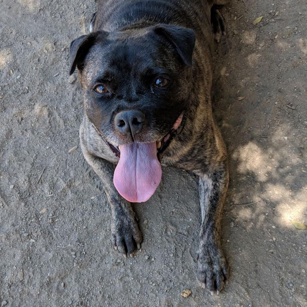 Enlarge Wilbur Jones, a Adoptable mixed breed in Kanab, UT image 2/6