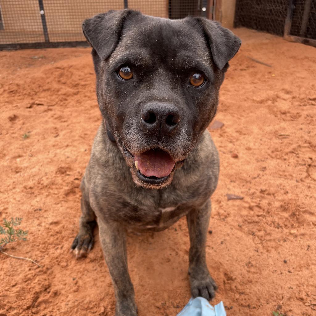 Enlarge Wilbur Jones, a Adoptable mixed breed in Kanab, UT image 3/6