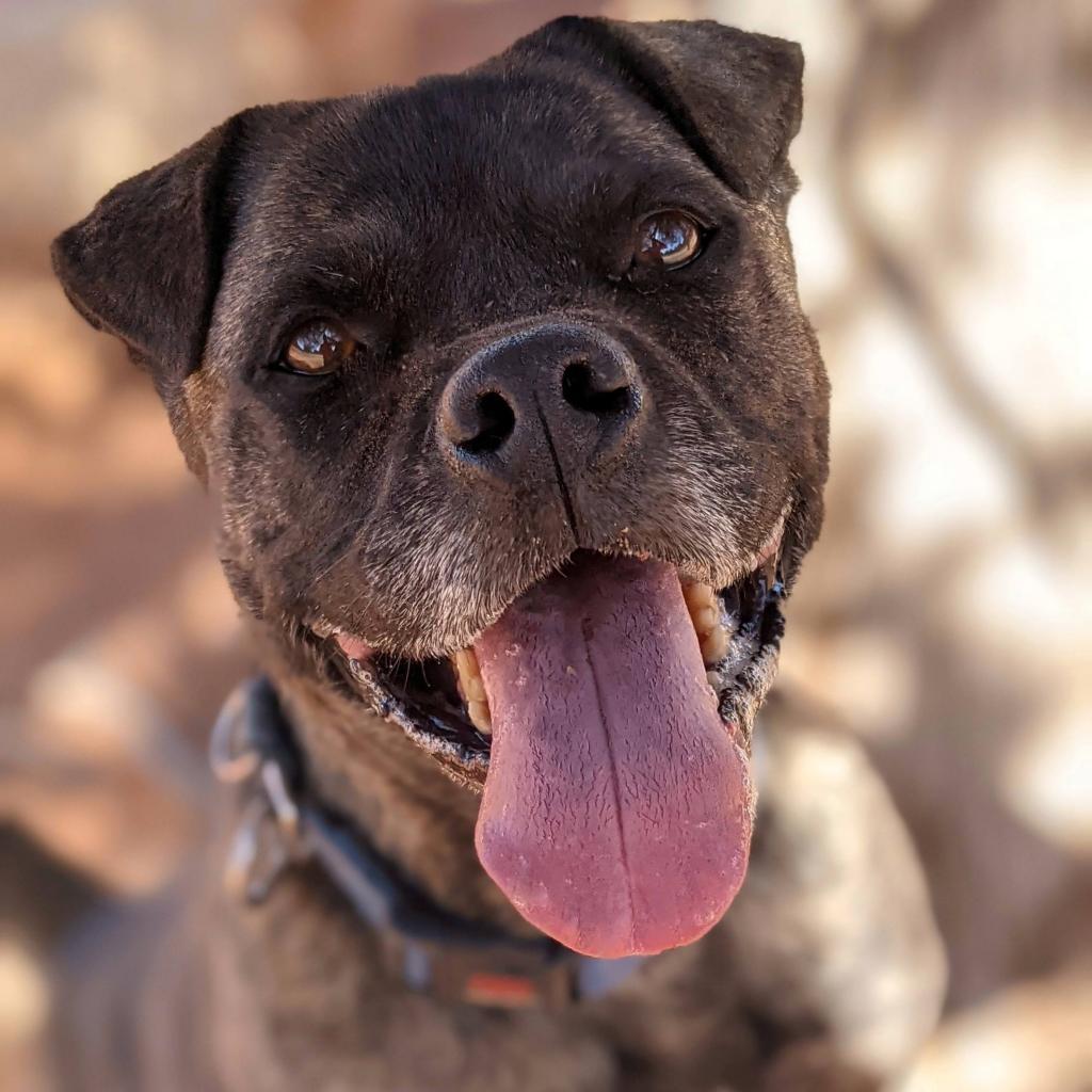 Enlarge Wilbur Jones, a Adoptable mixed breed in Kanab, UT image 4/6