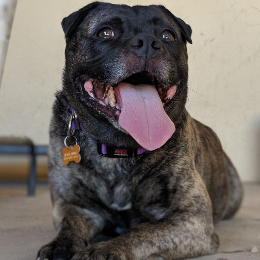 Enlarge Wilbur Jones, a Adoptable mixed breed in Kanab, UT image 5/6