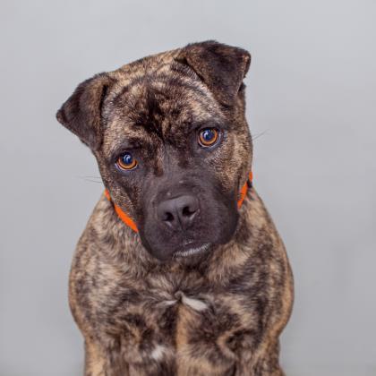 Enlarge Wilbur Jones, a Adoptable mixed breed in Kanab, UT image 6/6