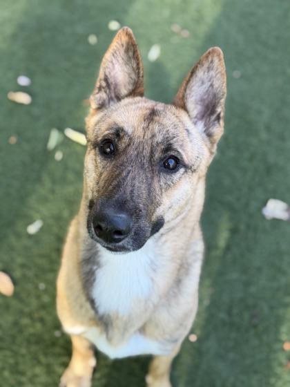 Enlarge Saturn, a ADOPTABLE mixed breed in Sacramento, CA image 3/4