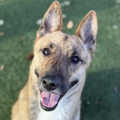 Enlarge Saturn, a ADOPTABLE mixed breed in Sacramento, CA image 2/4