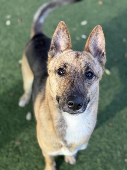 Enlarge Saturn, a ADOPTABLE mixed breed in Sacramento, CA image 4/4