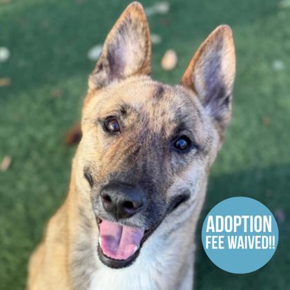 Saturn, ADOPTABLE, Adult Male Dutch Shepherd.