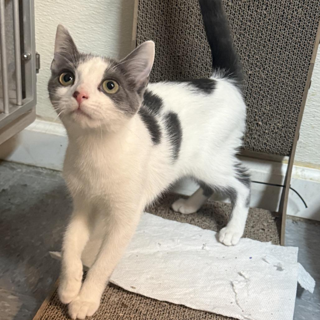 Yang, adopted, Young Male Domestic Short Hair.