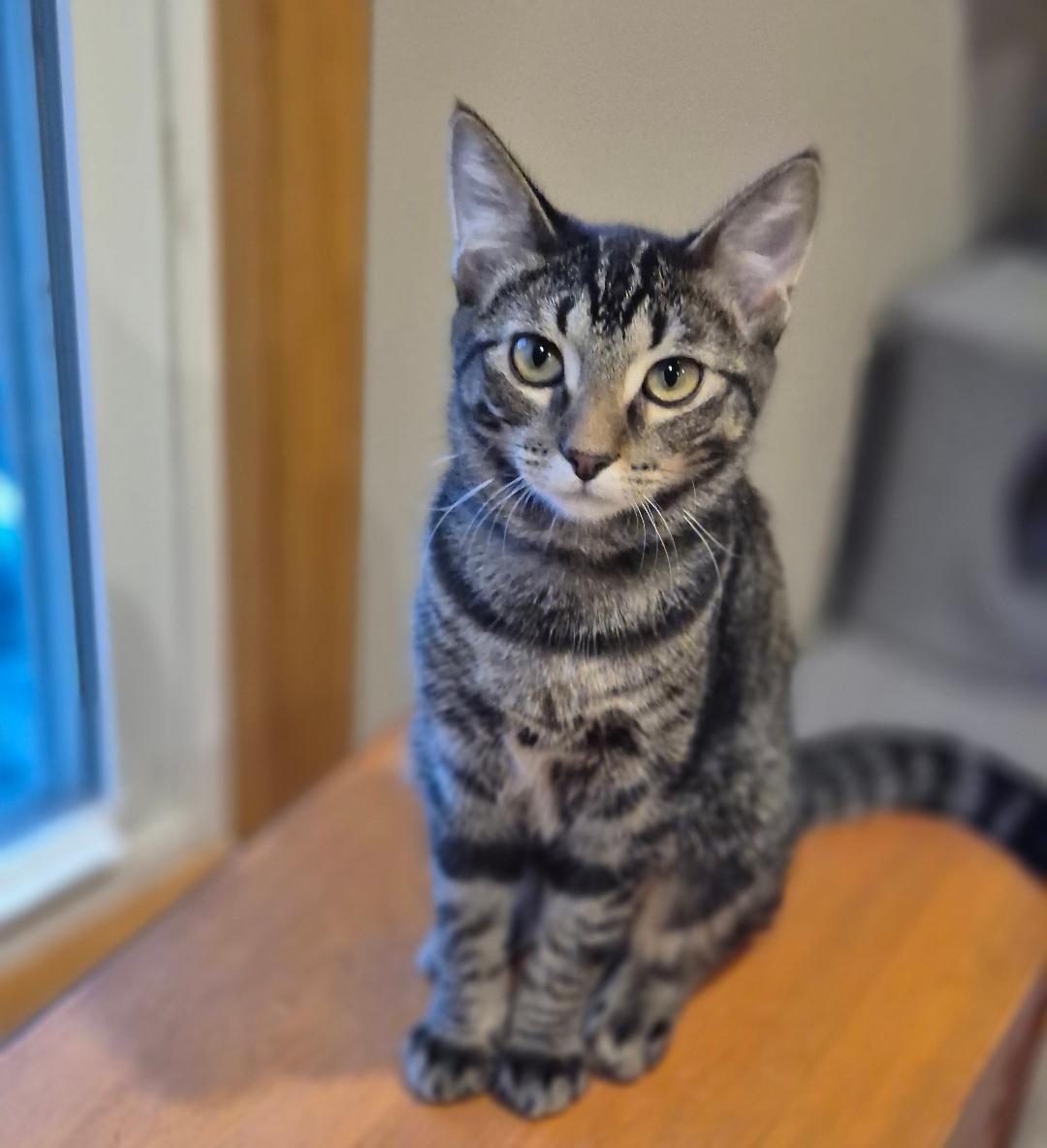 Arica, Adoptable, Kitten Female Tabby & Domestic Short Hair.