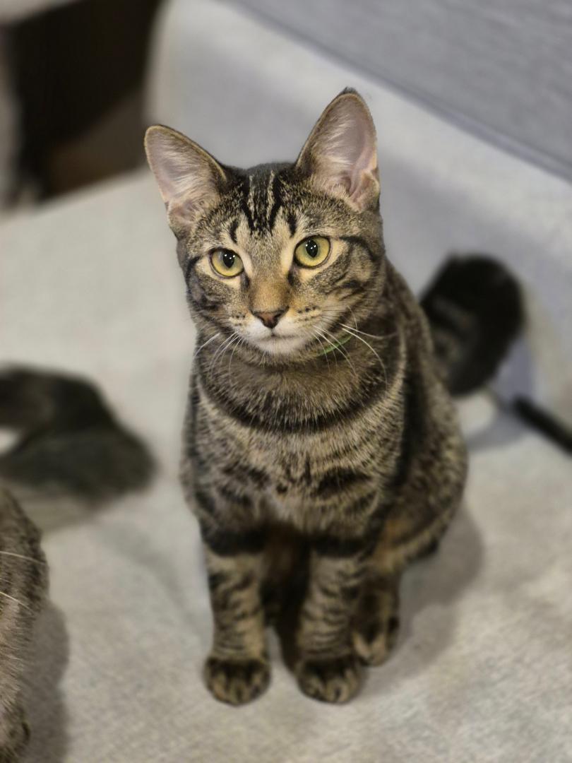 Enlarge Arica, a Adoptable mixed breed in Carol Stream, IL image 2/5