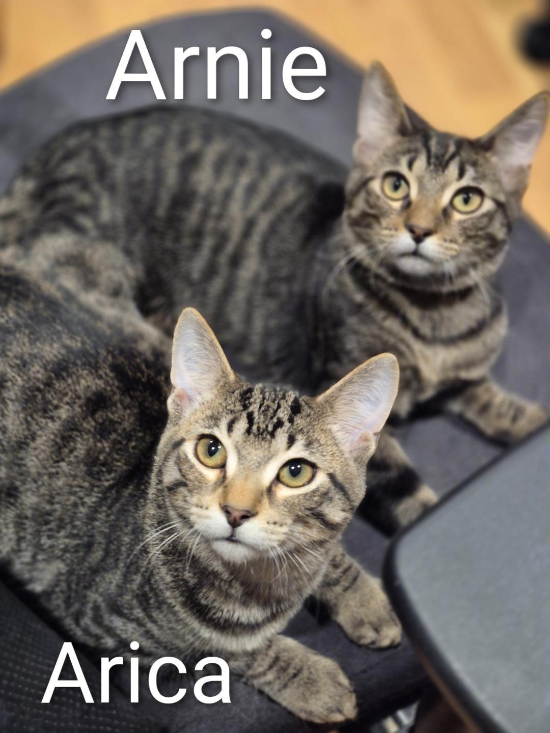 Enlarge Arica, a Adoptable mixed breed in Carol Stream, IL image 3/5