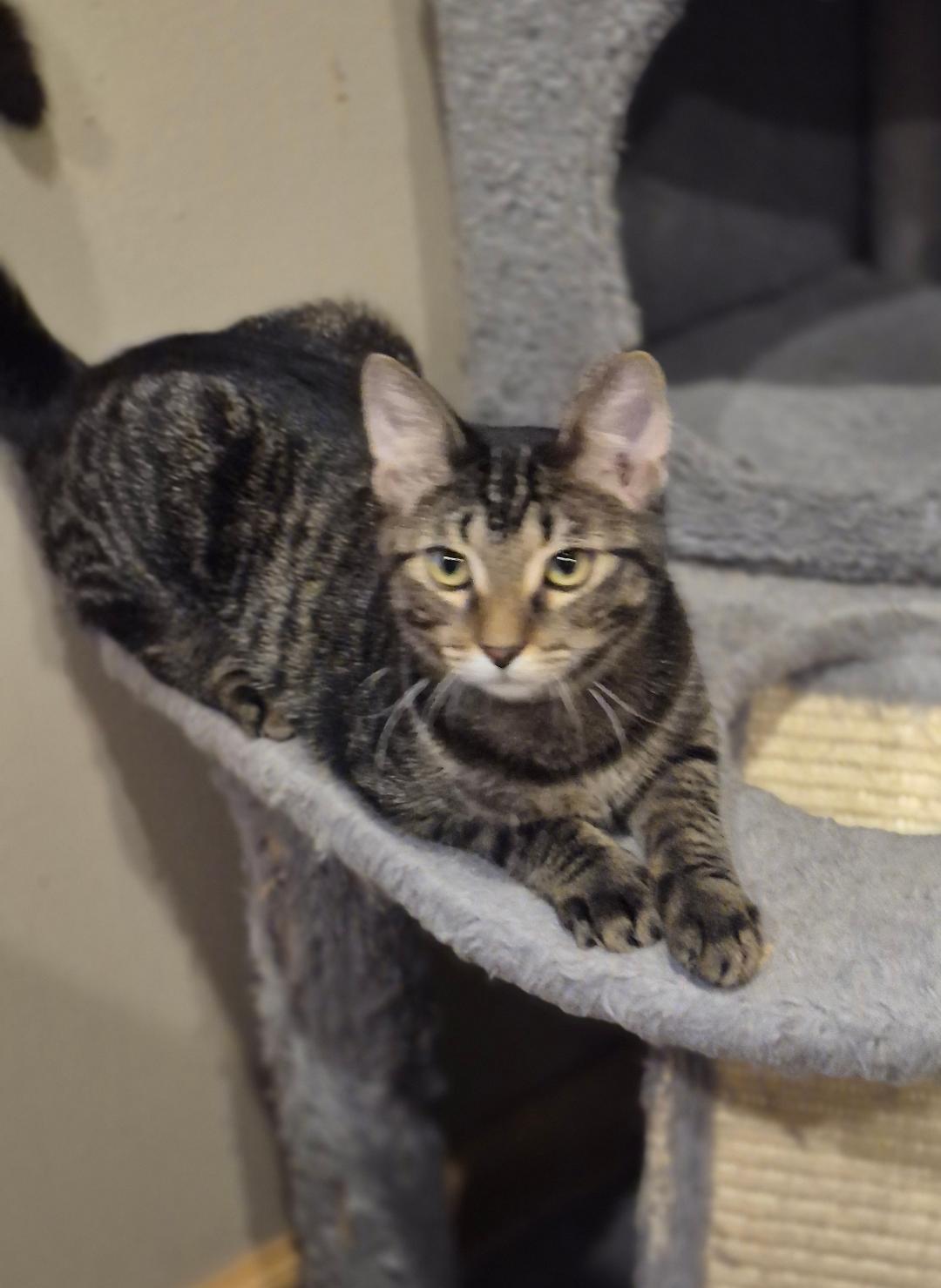 Enlarge Arica, a Adoptable mixed breed in Carol Stream, IL image 4/5