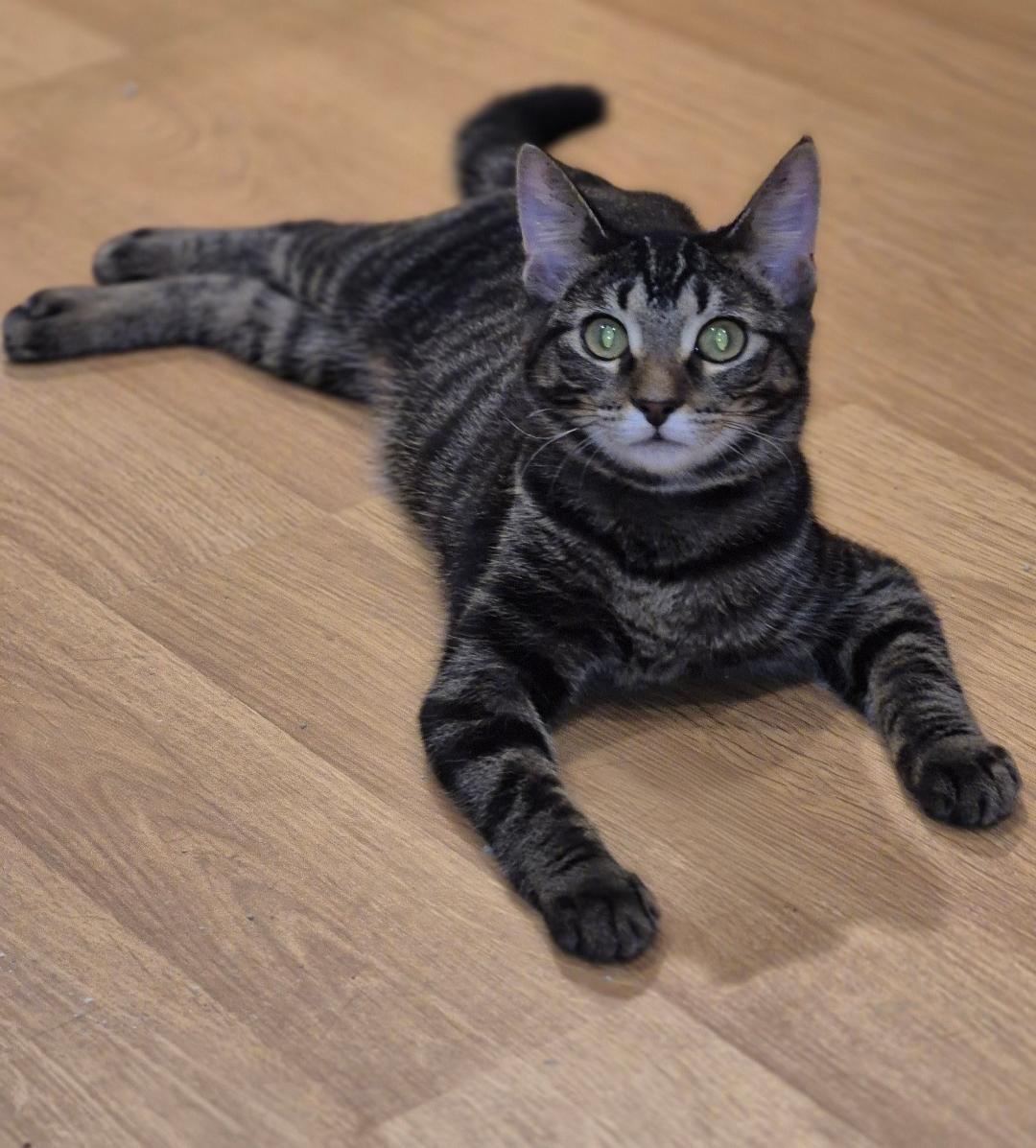 Enlarge Arica, a Adoptable mixed breed in Carol Stream, IL image 5/5