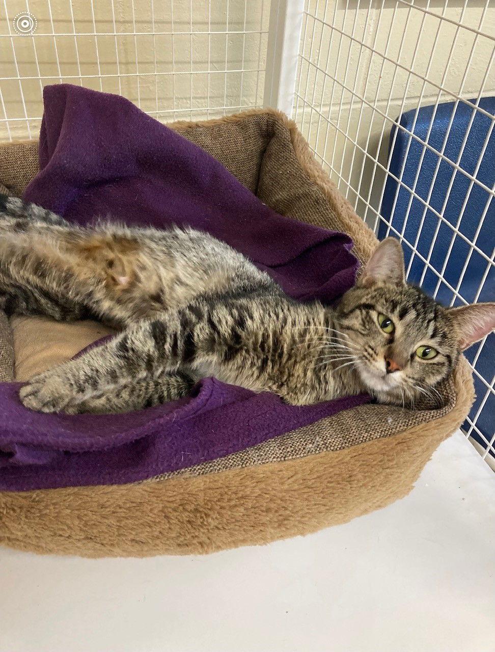 Cinnamon, a Adoptable Domestic Short Hair in Williamsburg, IA image 1/3