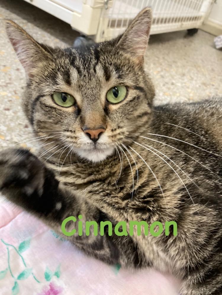 Cinnamon, Adoptable, Adult Female Domestic Short Hair.