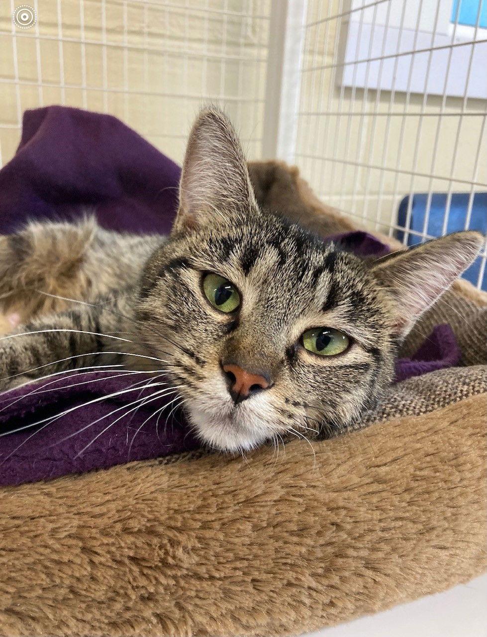 Cinnamon, a Adoptable Domestic Short Hair in Williamsburg, IA image 3/3