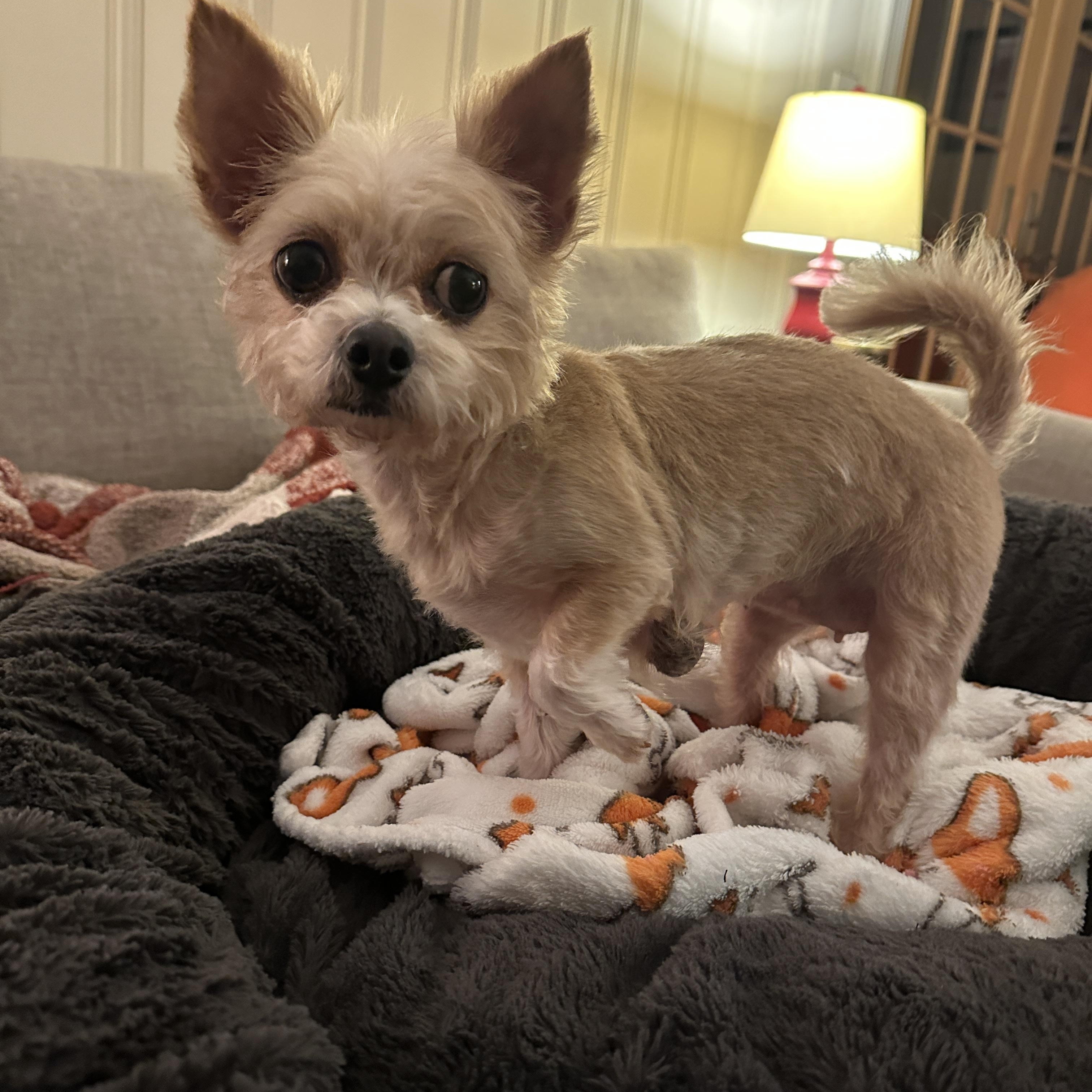 Dolly, a Adoptable mixed breed in Virginia Beach, VA image 2/4