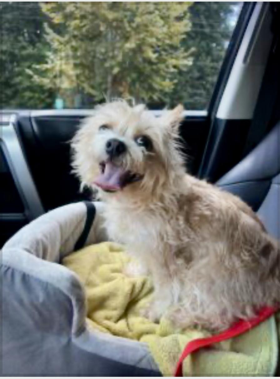 Dolly, a Adoptable mixed breed in Virginia Beach, VA image 4/4