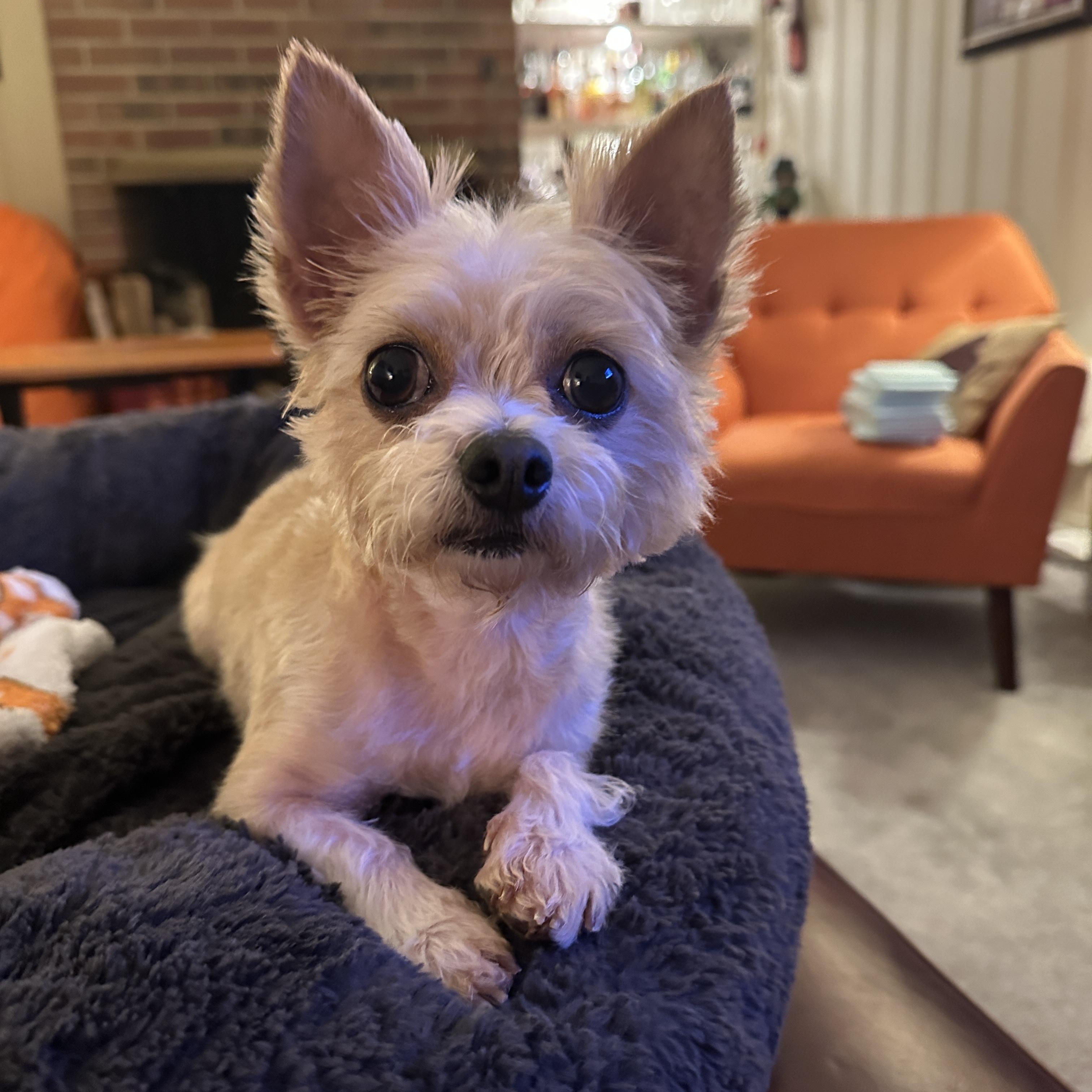 Dolly, a Adoptable mixed breed in Virginia Beach, VA image 1/4