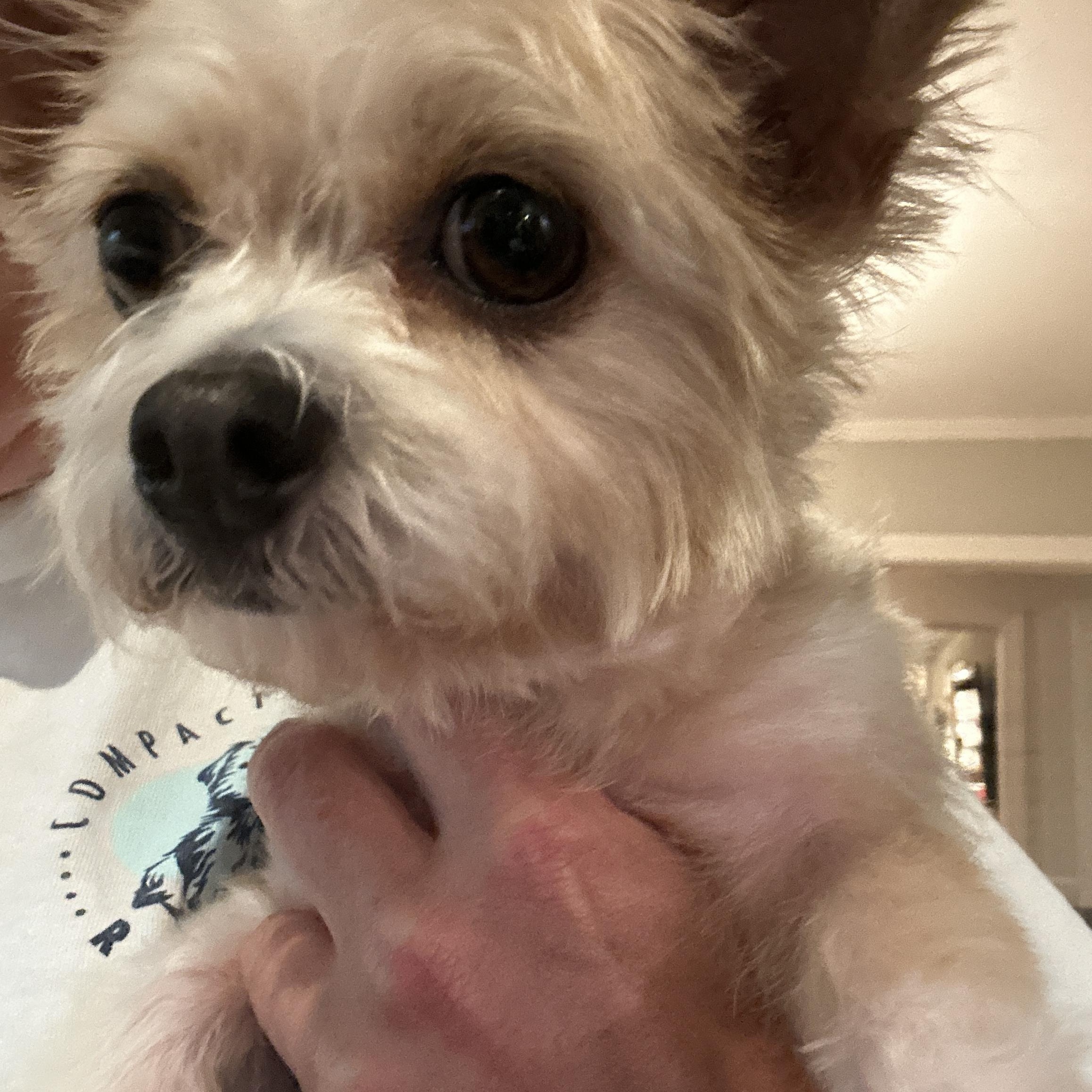 Dolly, a Adoptable mixed breed in Virginia Beach, VA image 3/4