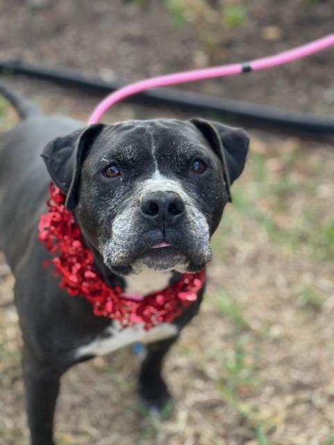 Enlarge King, a Adoptable mixed breed in Ogden, UT image 3/6