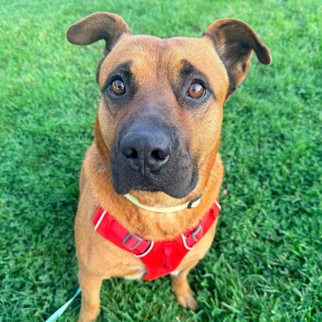 Enlarge Gucci, a Adoptable mixed breed in Murray, UT image 1/3