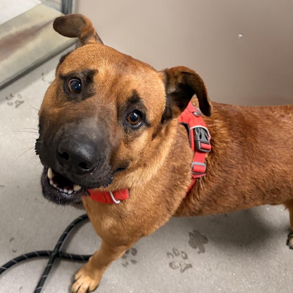 Enlarge Gucci, a Adoptable mixed breed in Murray, UT image 2/3