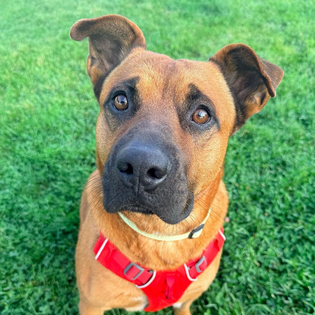 Enlarge Gucci, a Adoptable mixed breed in Murray, UT image 3/3