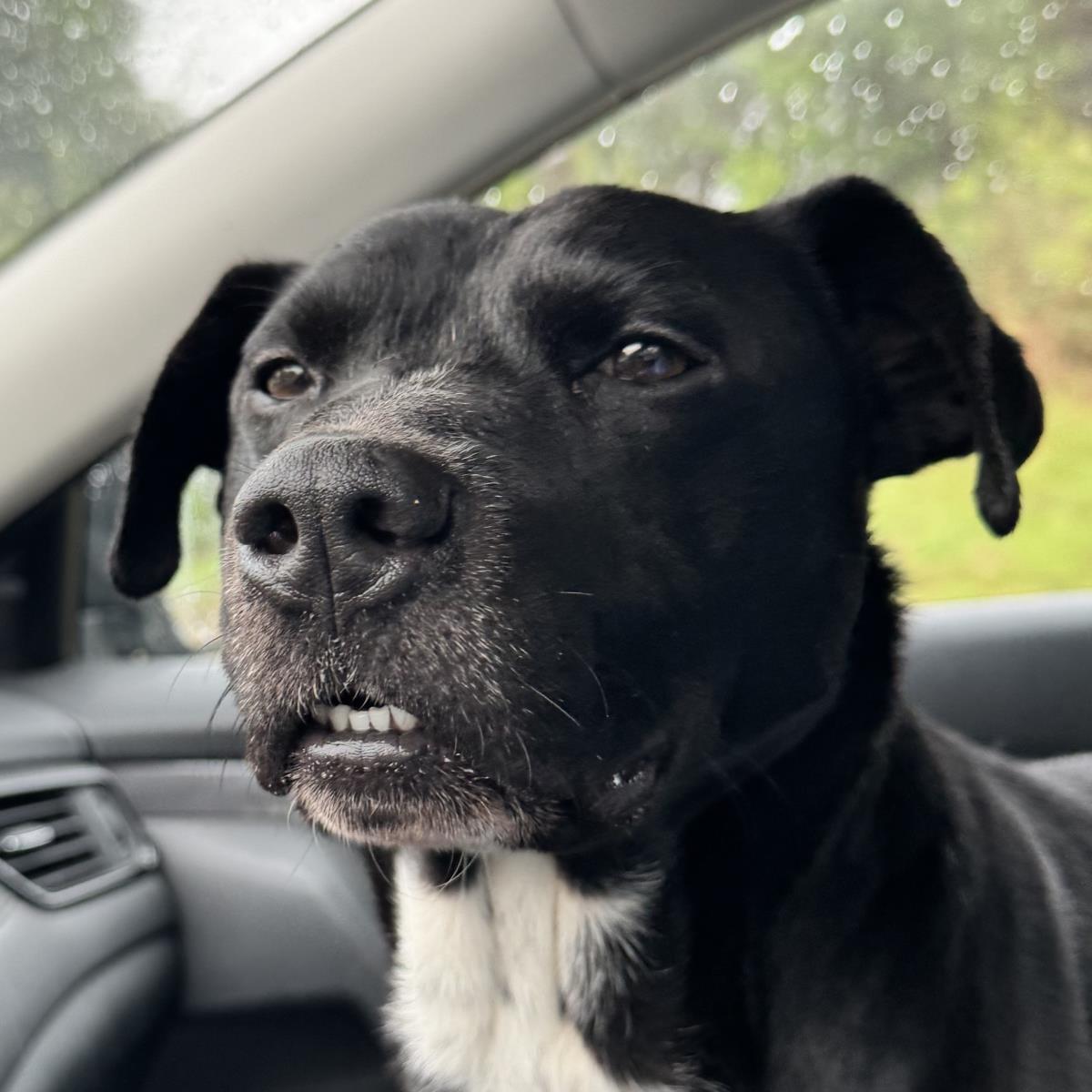 Buddy, Adoptable, Adult Male Labrador Retriever & Terrier.