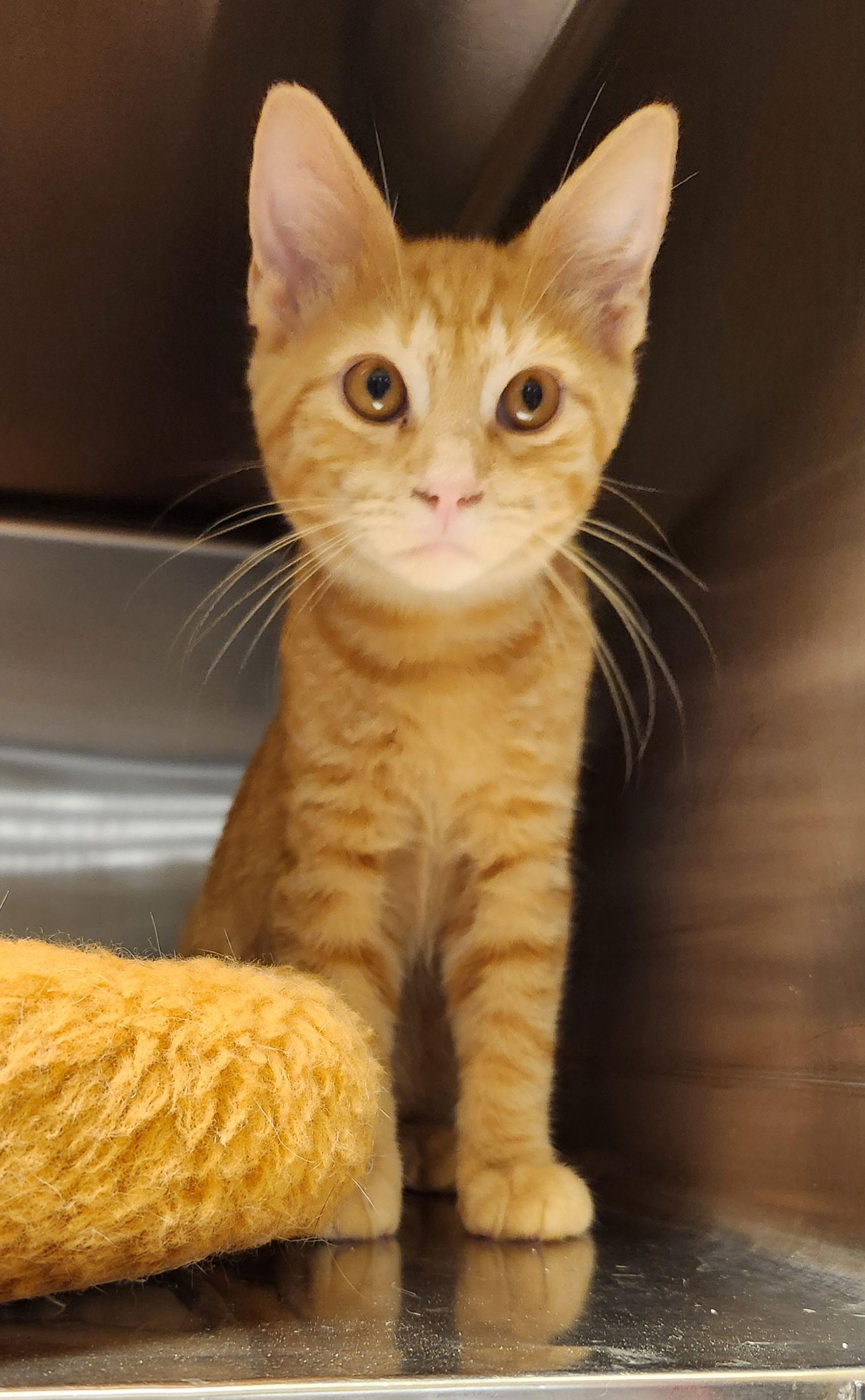Casey, Adopted, Young Male Domestic Short Hair.