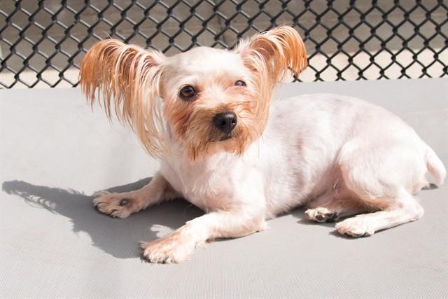 Enlarge BARTOK, a Adoptable mixed breed in Santa Monica, CA image 1/1