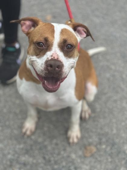 Marla, a Adoptable Mixed Breed in Columbus, IN image 1/3