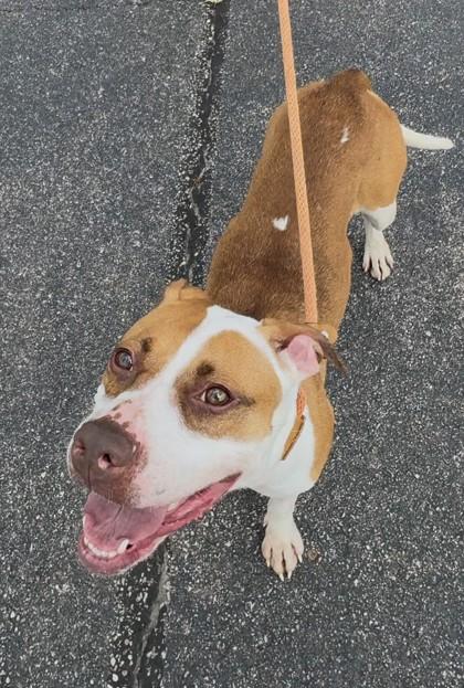 Marla, Adoptable, Adult Female Mixed Breed & Mixed Breed.