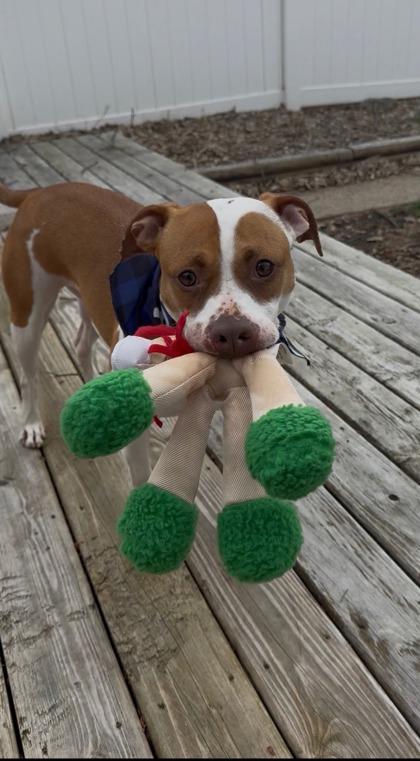Enlarge Marla, a Adoptable Mixed Breed in Columbus, IN image 3/3