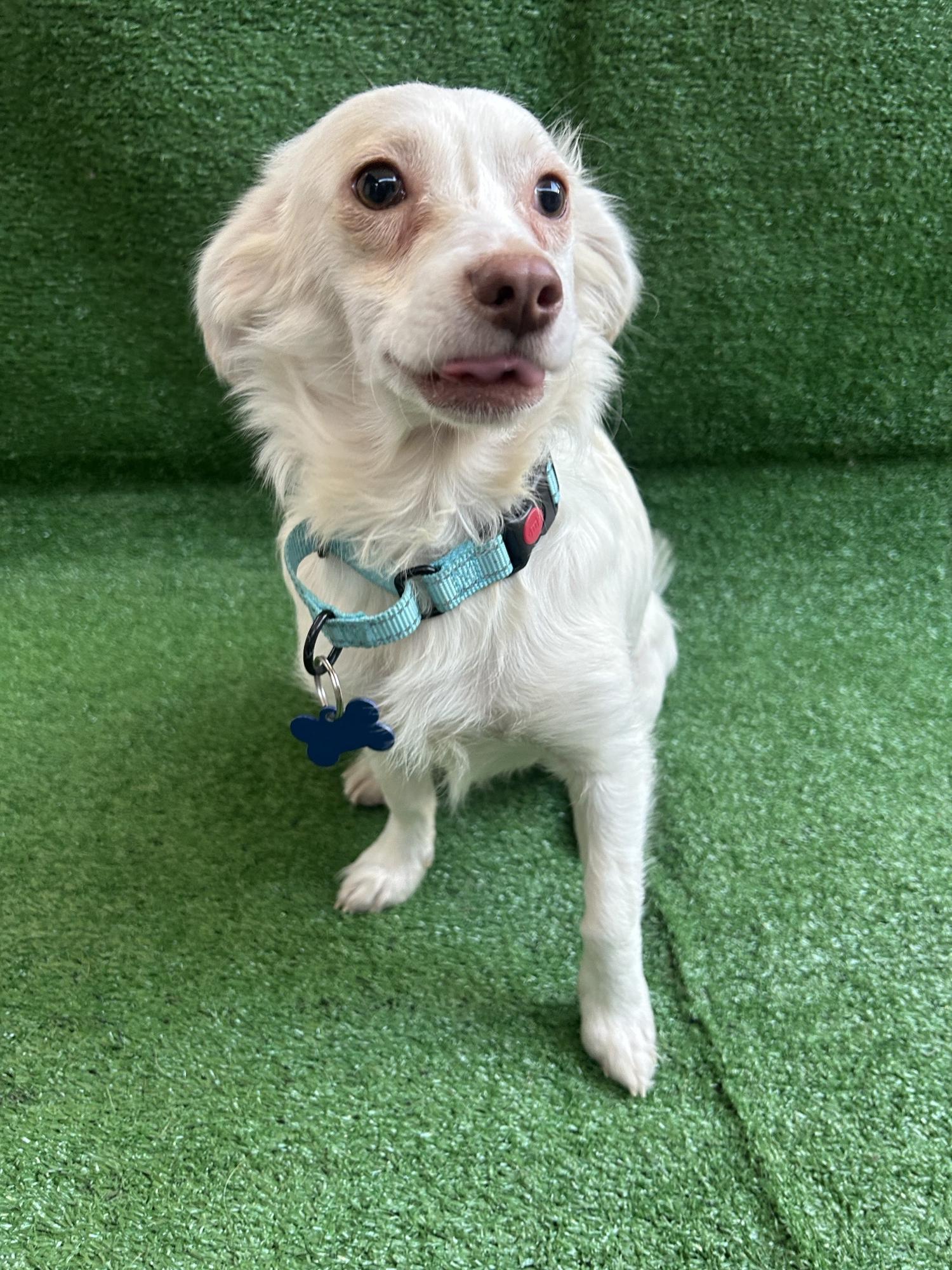 Jackson, an adopted Mixed Breed in San Ysidro, CA image 6/6