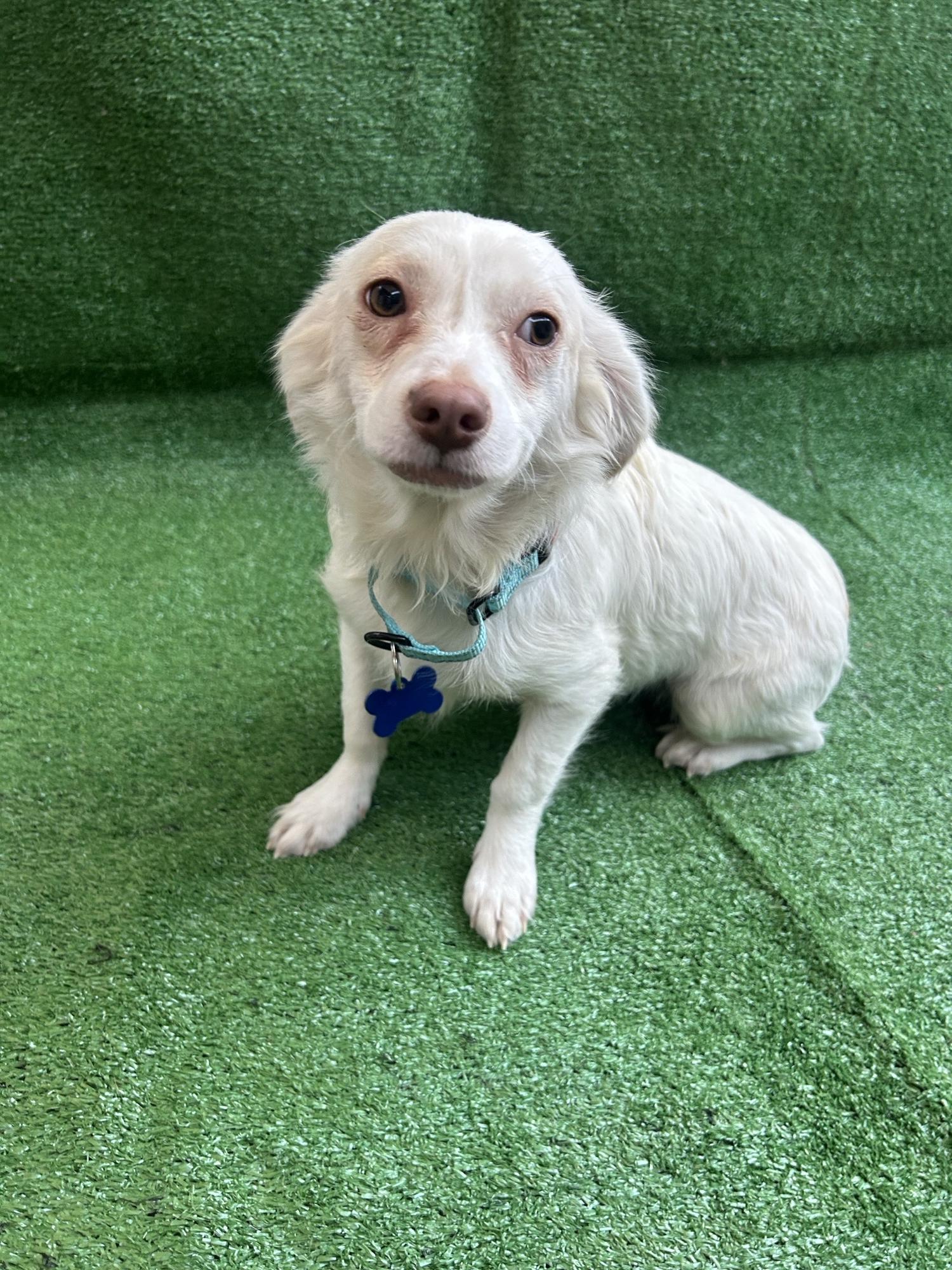 Jackson, adopted, Young Male Mixed Breed.