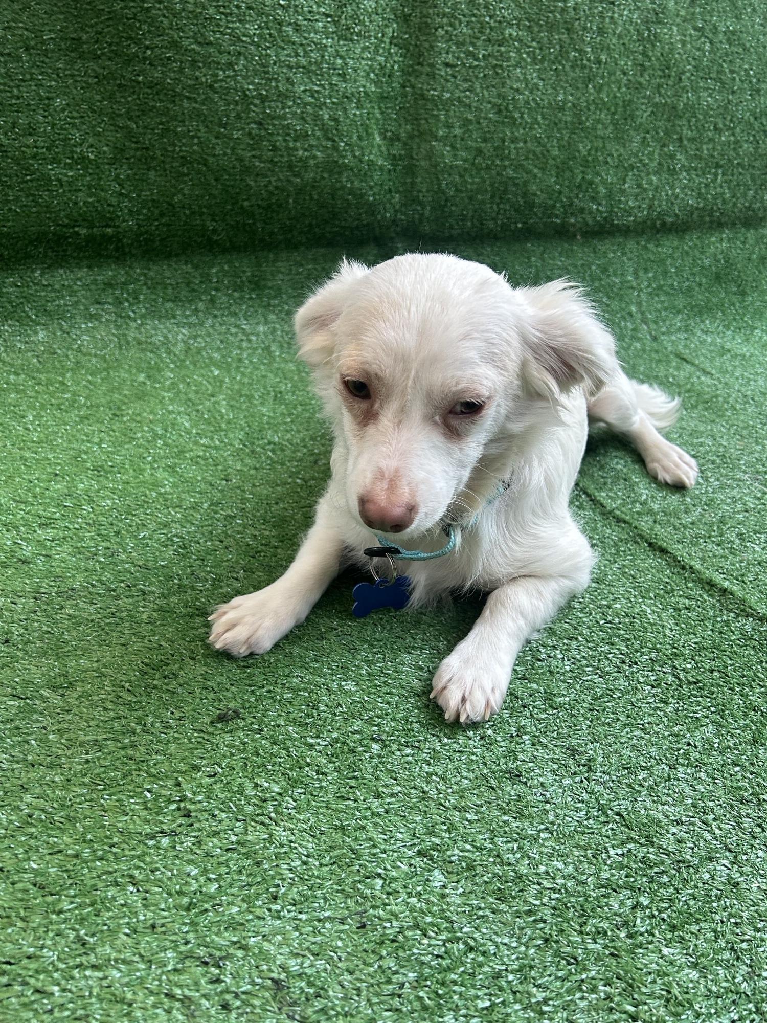 Jackson, an adopted Mixed Breed in San Ysidro, CA image 4/6