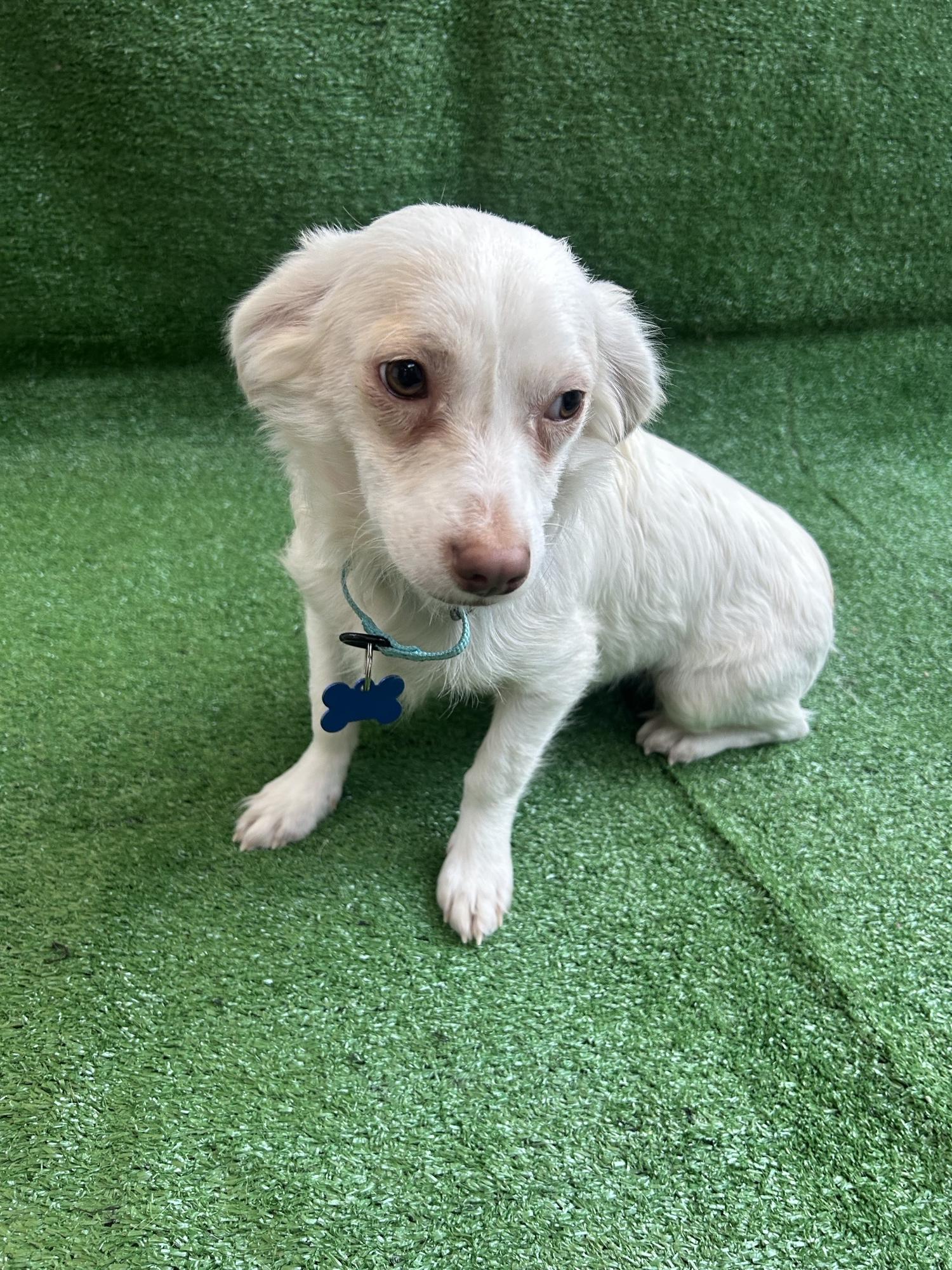 Jackson, an adopted Mixed Breed in San Ysidro, CA image 5/6